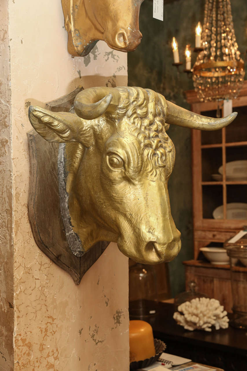 Large zinc cow's head in with gilded finish.