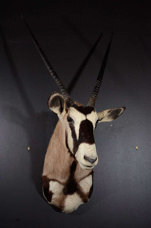 Vintage Gemsbok shoulder mounted taxidermy.
Also known as Oryx Gazella from the Oryx genus.
Gemsbok are light brownish-grey to tan in colour, 
with lighter patches to the bottom rear of the rump.
A blackish stripe extends from the chin down the