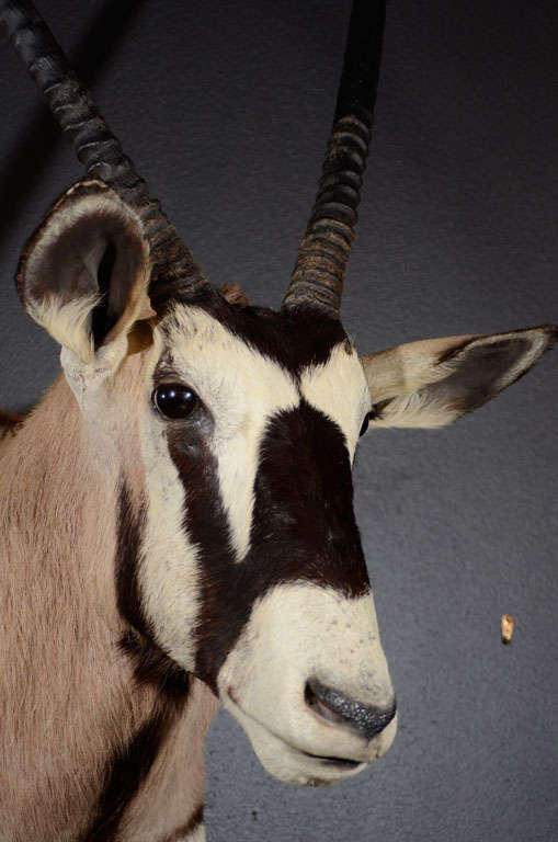 gemsbok african antelope