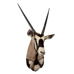 Outstanding Gemsbok "Oryx Gazella" African Antelope Taxidermy