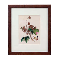 Chinese Export Watercolor of a Fruiting Branch