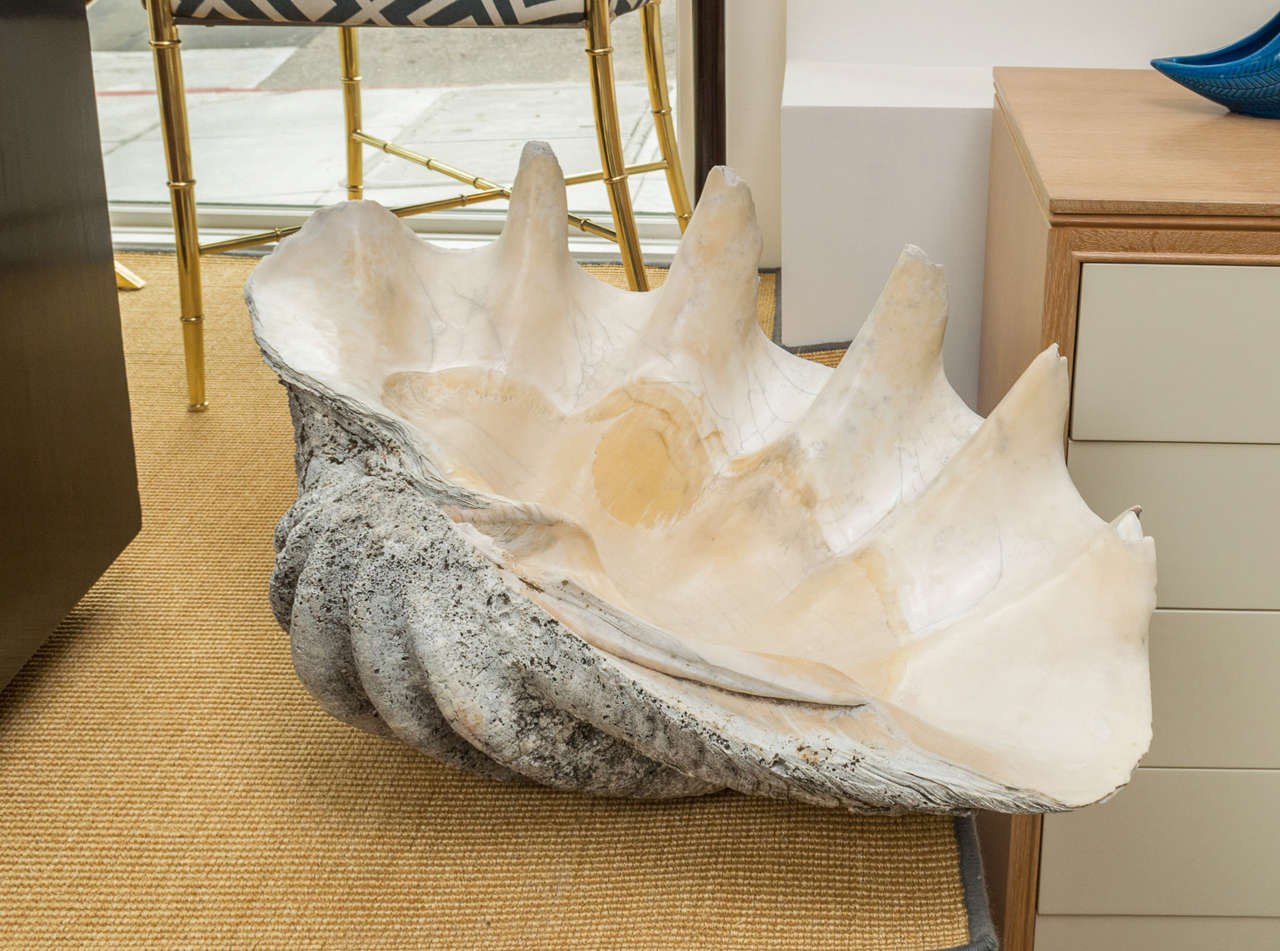 Impressive in size and beauty. Perfect for  tons of lemons for your next poolside party.