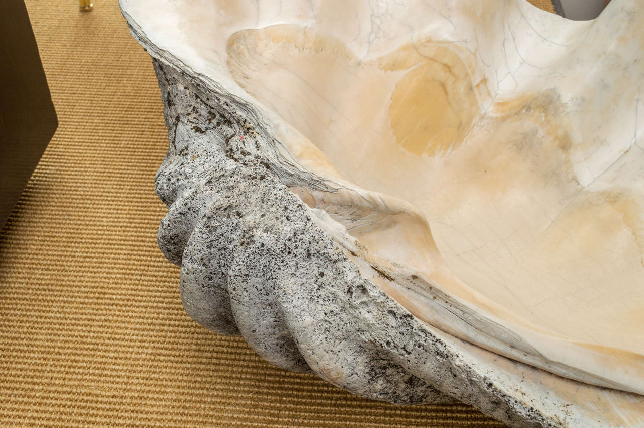 Amazing Giant Clam Shell In Good Condition In San Francisco, CA