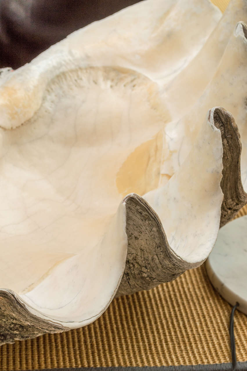 20th Century Amazing Giant Clam Shell