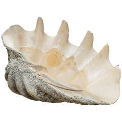 Amazing Giant Clam Shell