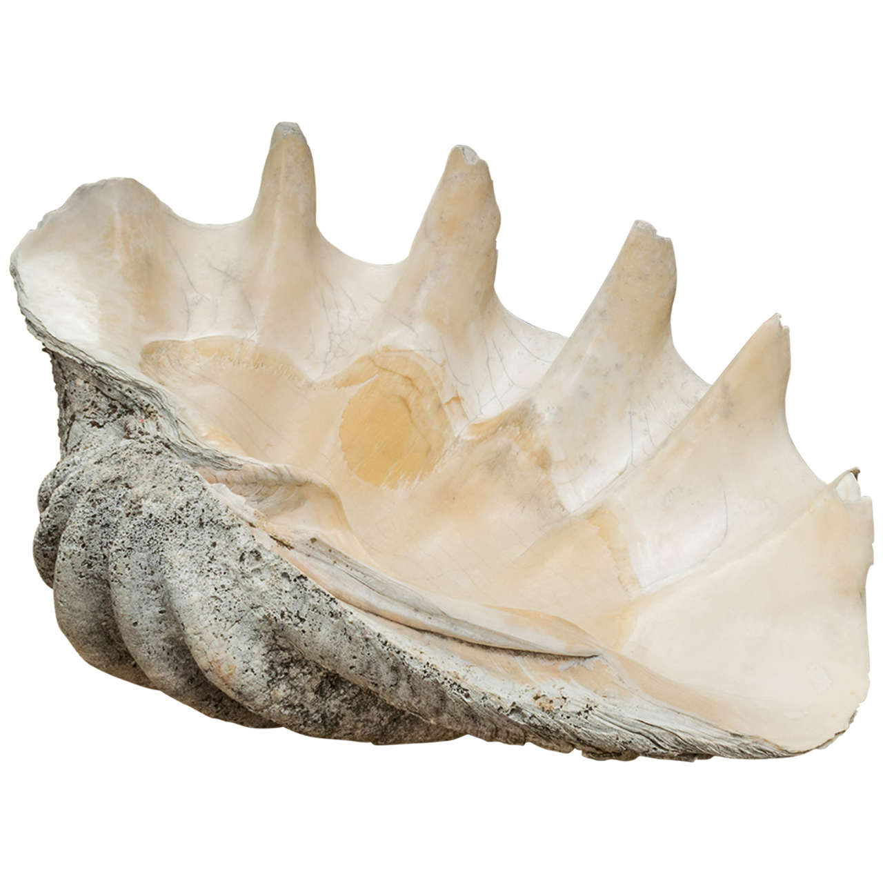 Amazing Giant Clam Shell at 1stdibs
