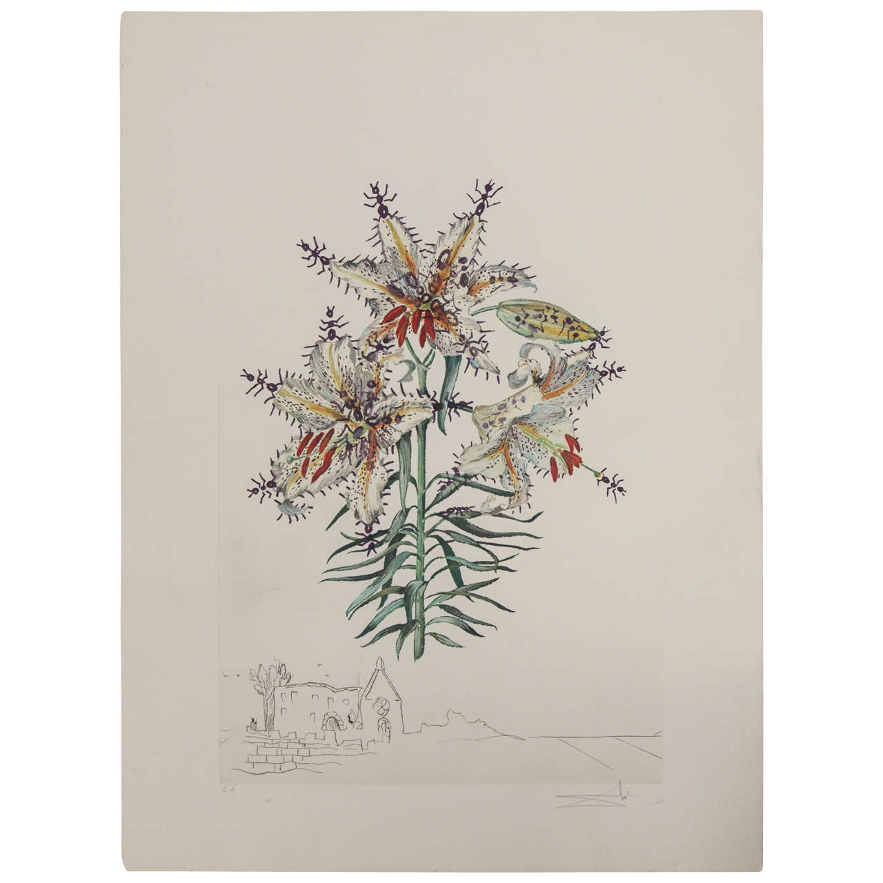 Signed Salvador Dali  Florals Print "Tiger Lilies" For Sale