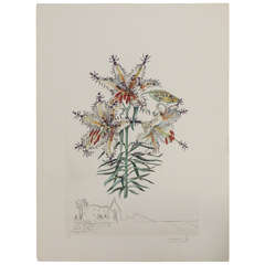 Vintage Signed Salvador Dali  Florals Print "Tiger Lilies"