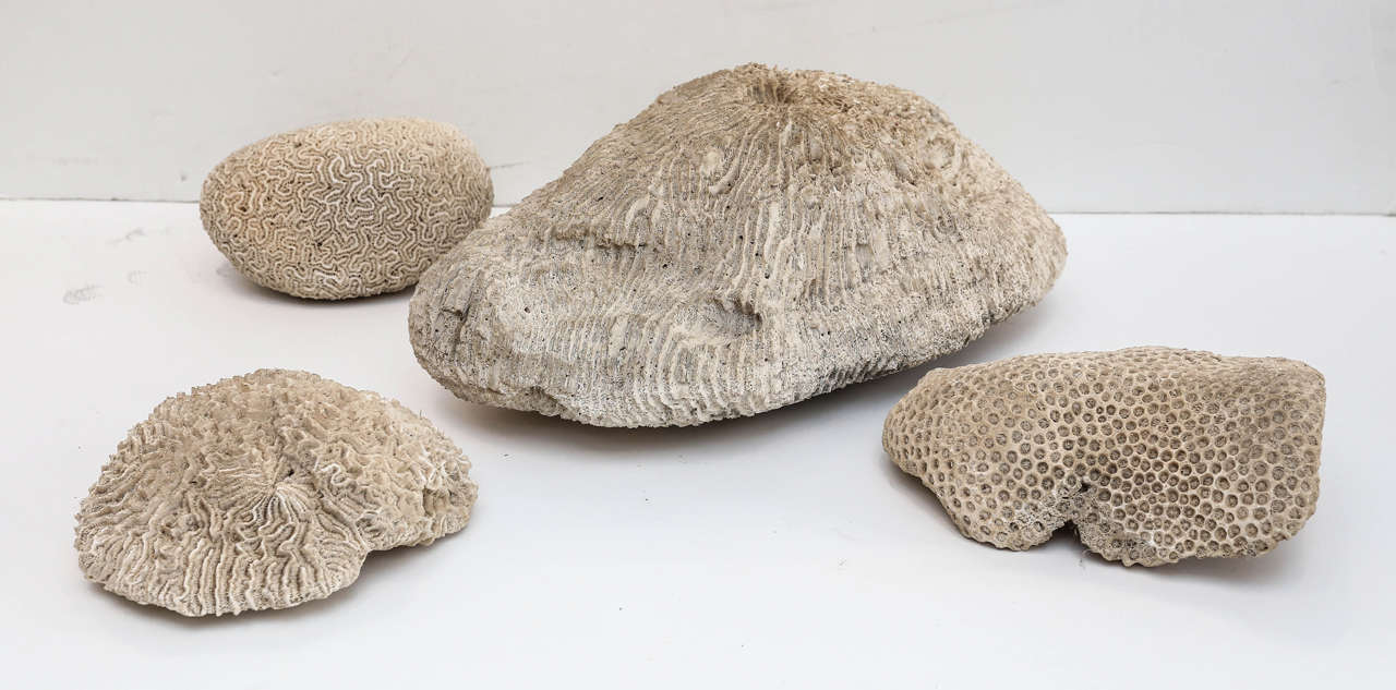 Collection of four white coral fossil specimens

Dimensions of each specimen are:

1st - 3