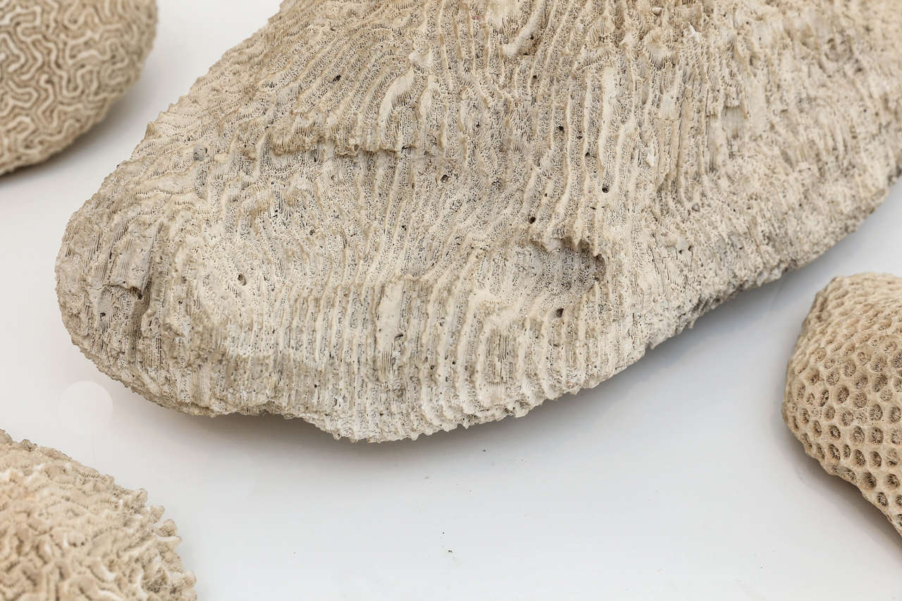 American Collection of Four Fossilized Coral Specimens