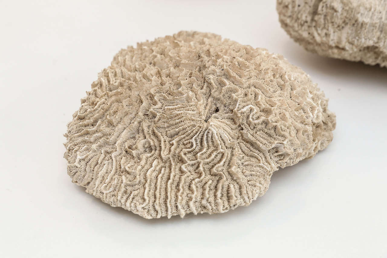 Collection of Four Fossilized Coral Specimens In Excellent Condition In Houston, TX