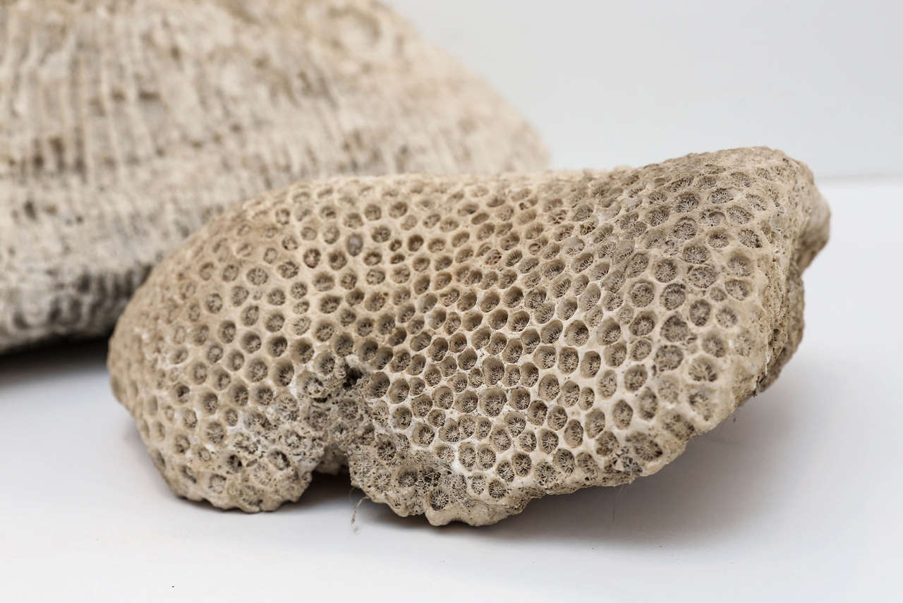 20th Century Collection of Four Fossilized Coral Specimens