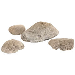 Collection of Four Fossilized Coral Specimens