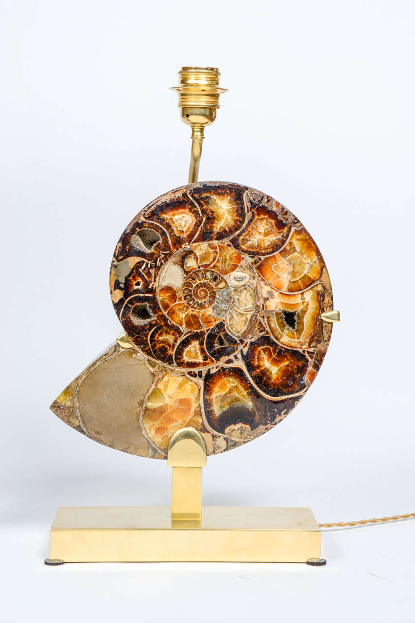 French Exceptional Pair of Ammonites and Bronze Lamps