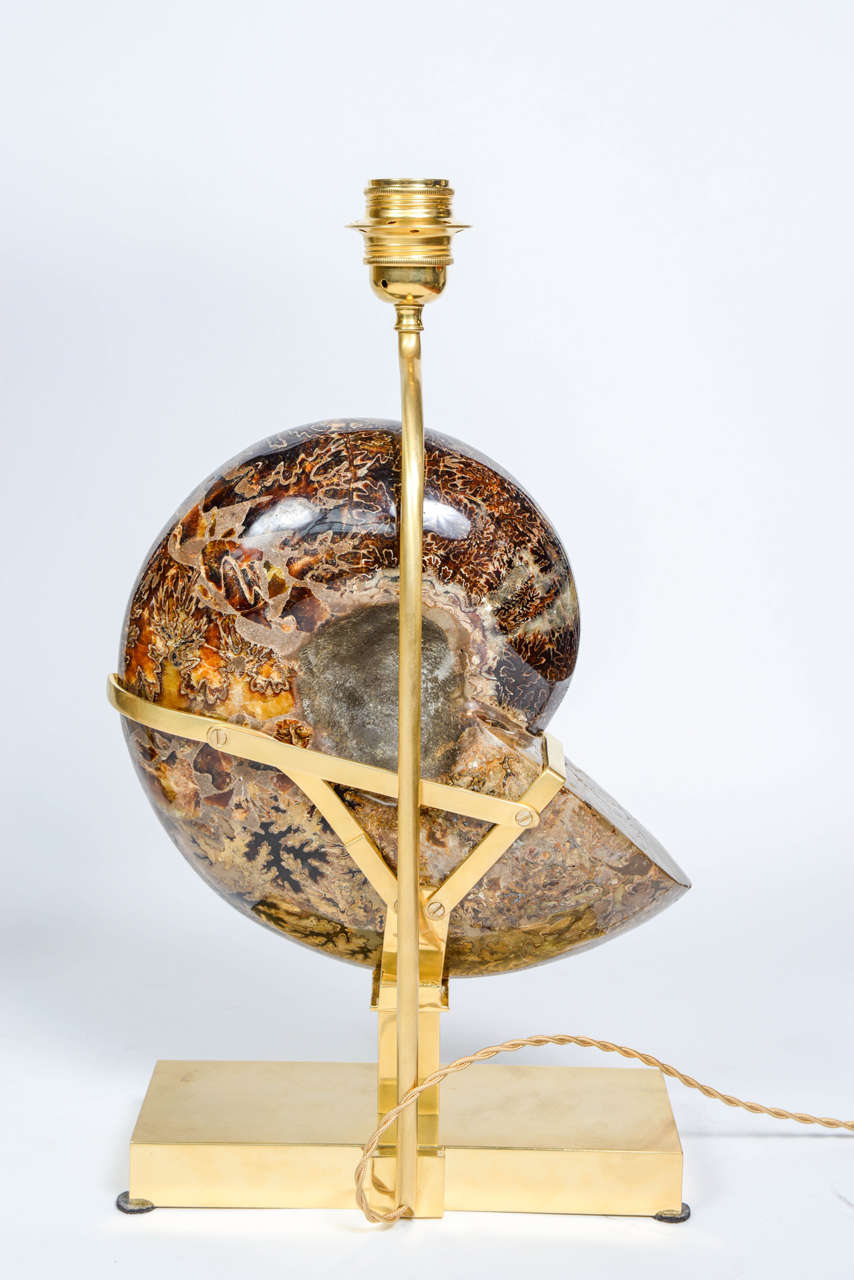 Exceptional Pair of Ammonites and Bronze Lamps 2
