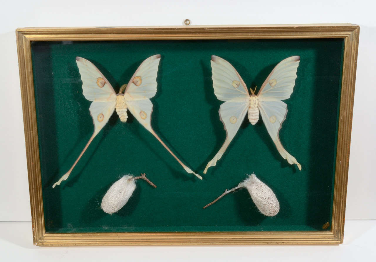 Gorgeous pair of large butterflies with cocoons in a shadowbox frame. This is a cased frame designed for displays, with glass front and hand carved borders in a gold leaf finish.  The butterfiles rest on a green felt backdrop and the frame has a