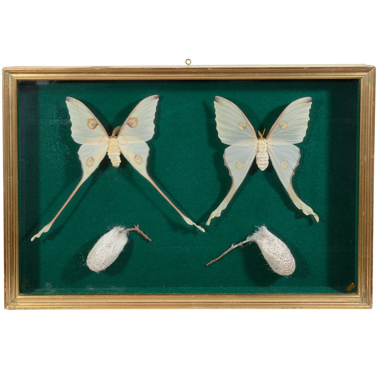 Victorian Butterfly and Cocoon Taxidermy in Cased Frame