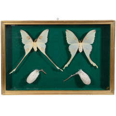 Vintage Victorian Butterfly and Cocoon Taxidermy in Cased Frame