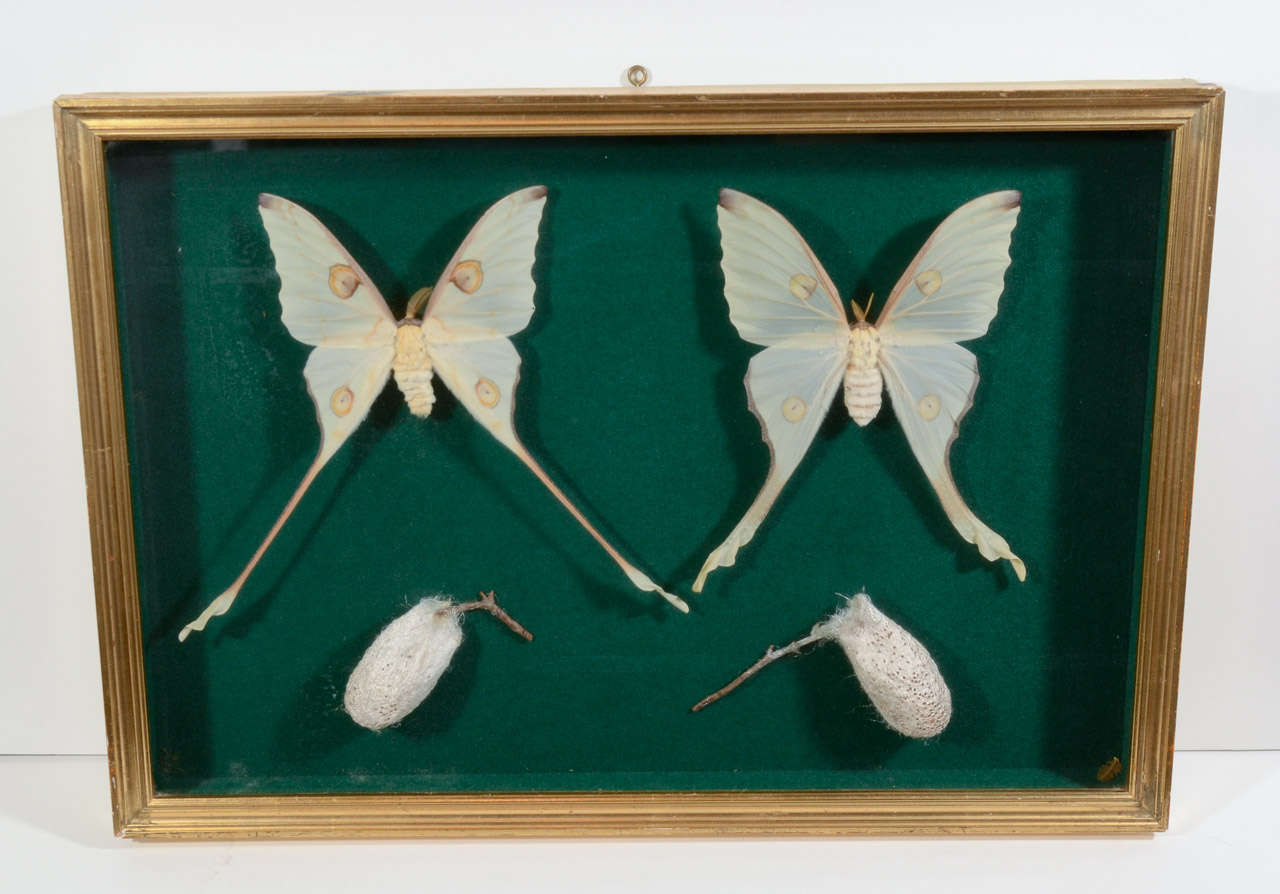 Victorian Butterfly and Cocoon Taxidermy in Cased Frame at 1stDibs
