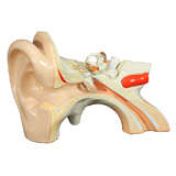 Human Ear Instructional Sculpture