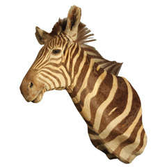 Vintage Taxidermy Zebra Head