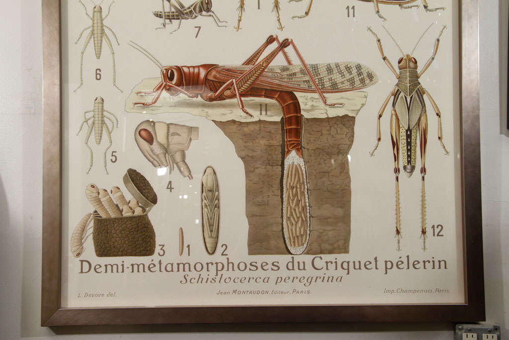 French Cricket Lithograph in Finn Juhl polished metal frame

Collection Remy Perrier& Cepede
Orthoptere- Acridiens, Demi Metamorphoses du.
Jean Montaudon Editeur, Paris.
Inp. Champeonon, Paris.