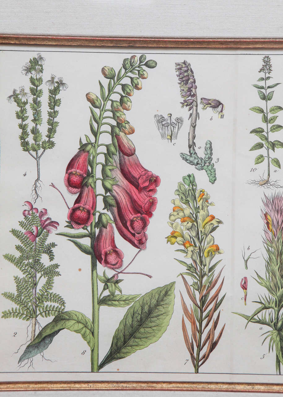English 18th Century Large Hand-Tinted Botanical Lithograph For Sale
