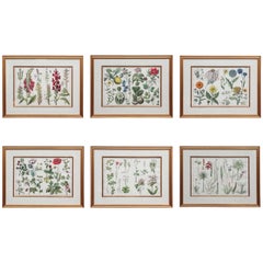 18th Century Large Hand-Tinted Botanical Lithograph