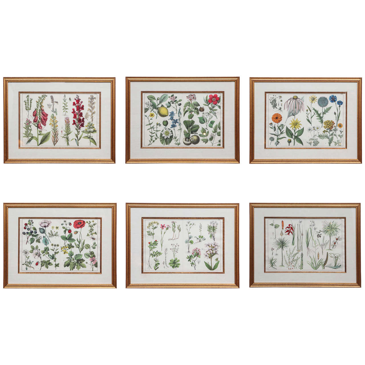 Set of 12 Framed Botanical Etchings, 18th Century at 1stDibs