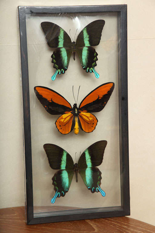 Contemporary Framed Butterflies from Thailand