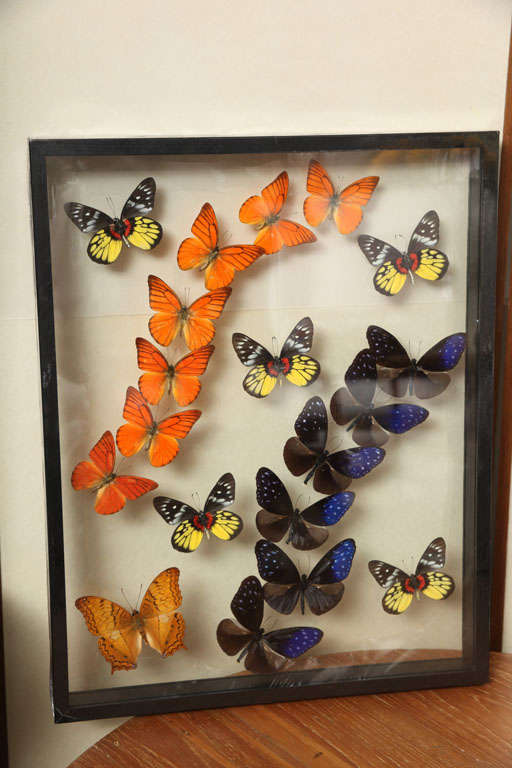 Framed Butterflies from Thailand 1