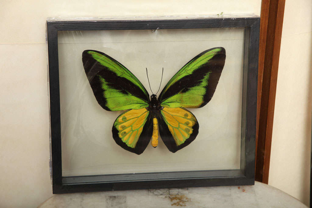 Framed Butterflies from Thailand 2