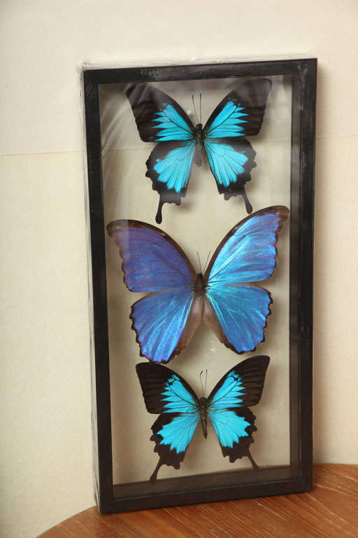 Framed Butterflies from Thailand 3