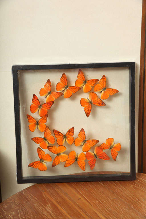 Framed Butterflies from Thailand 4