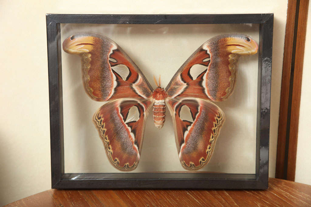 Framed Butterflies from Thailand 6