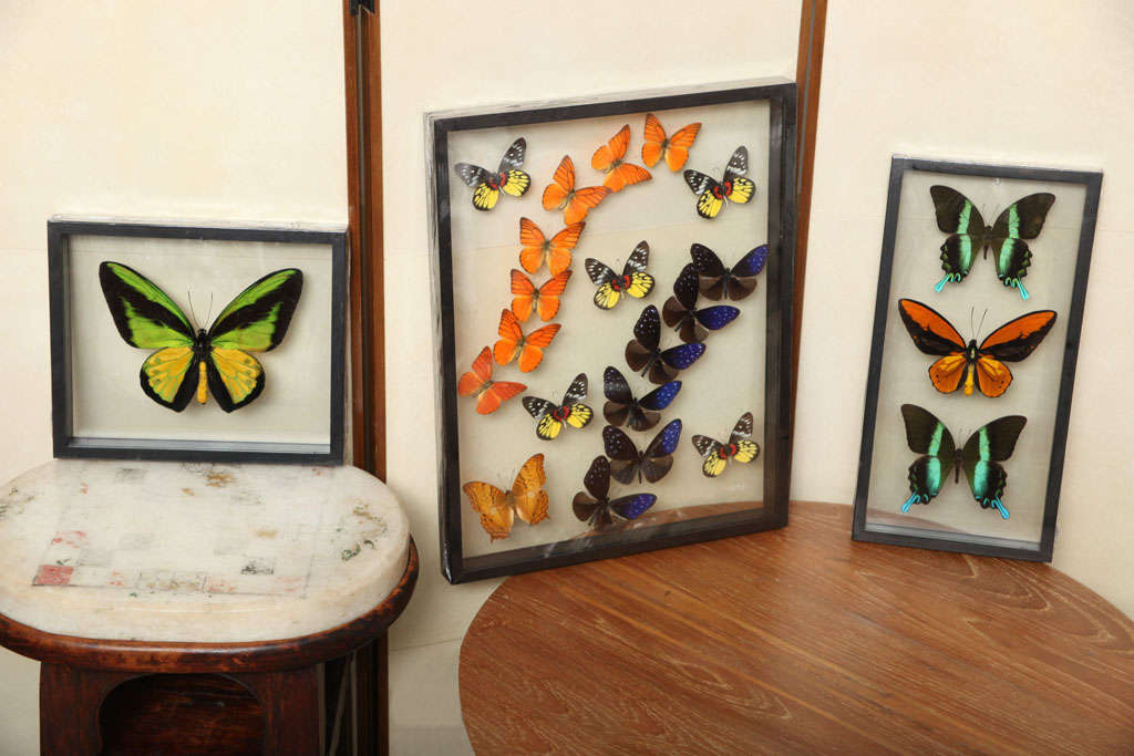 A selection of framed butterflies from Thailand.  Highly colorful and exotic.  Double sided glass frames.  Sizes and prices vary.  Sold separately.  Price and dimensions of central frame above shown below.