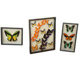 Framed Butterflies from Thailand