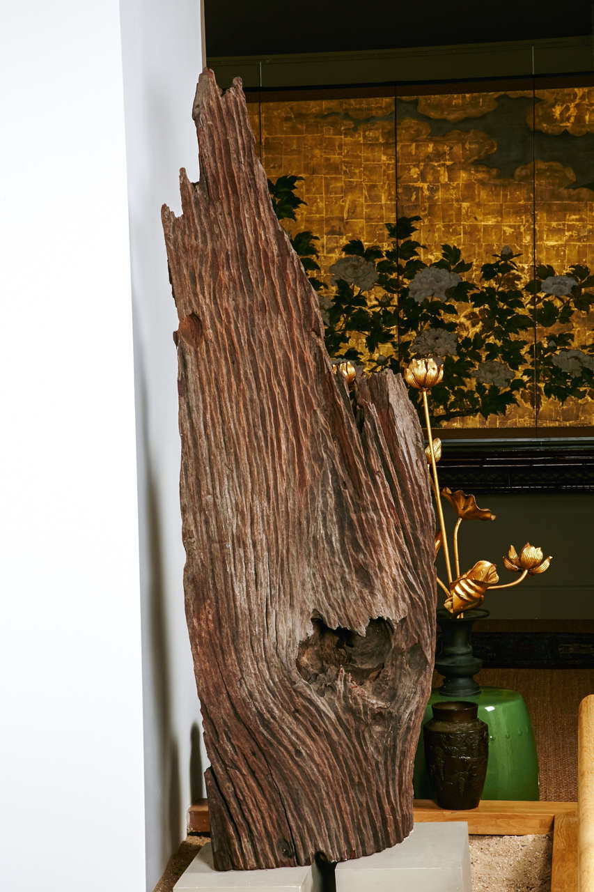 19th Century Japanese Root