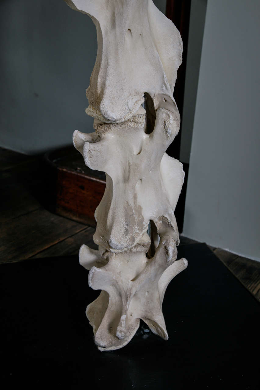 A 20th Century Giraffes Head and Neck In Excellent Condition In London, GB