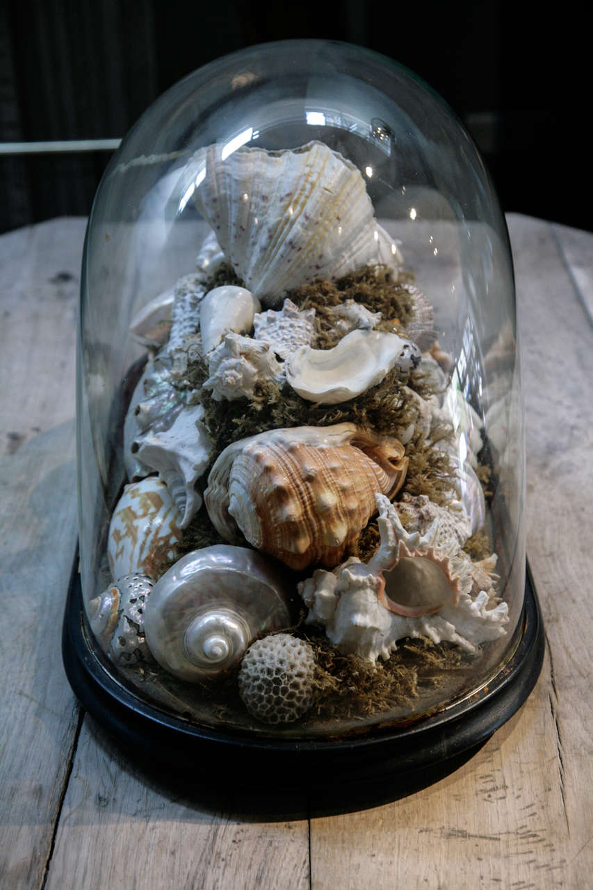 19th Century A Victorian Case of Shells