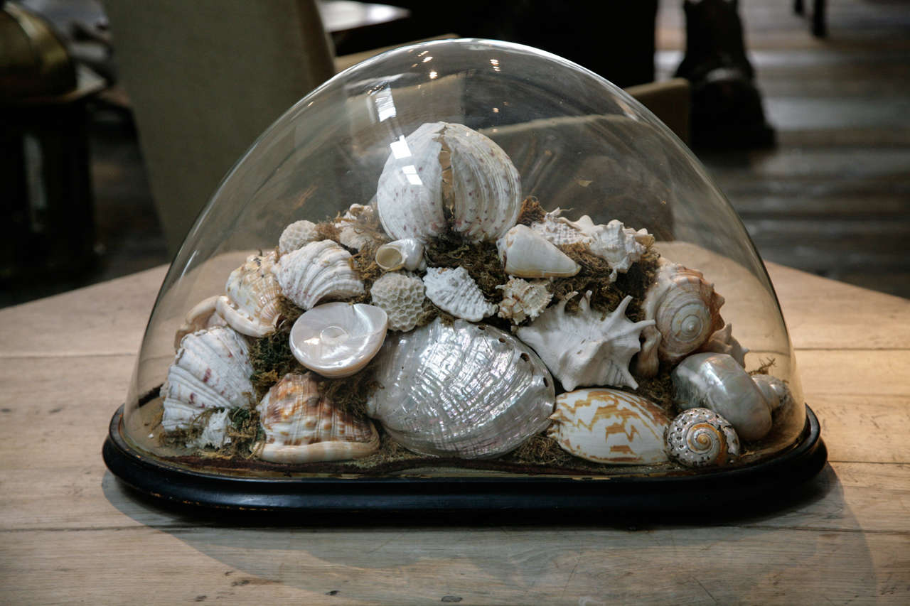 A Victorian Case of Shells 1
