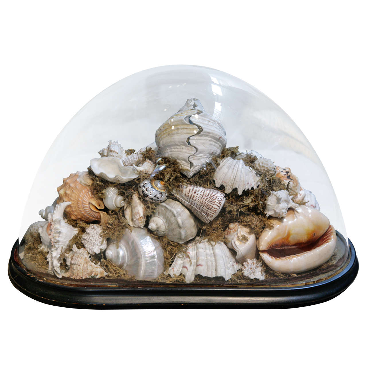A Victorian Case of Shells