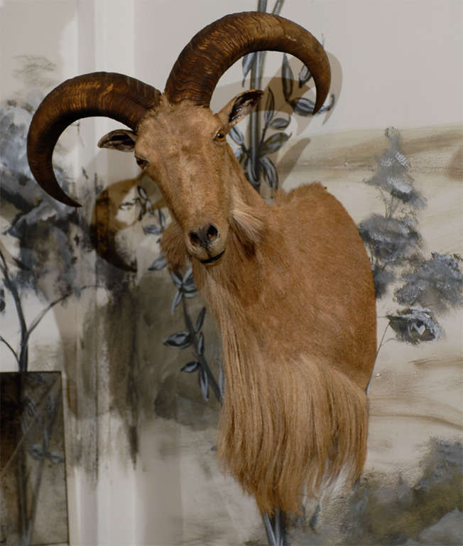 Male and Female Ibex Taxidermy