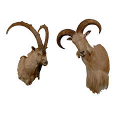 Male and Female Ibex Taxidermy
