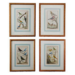 Set of 4 Framed "Martinet" Birds Copper Engravings, ca. 1751 Paris