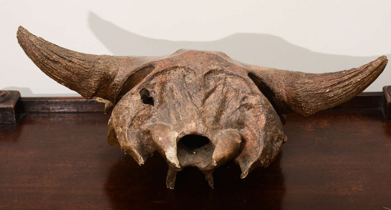 Aged and patinated cow skull.