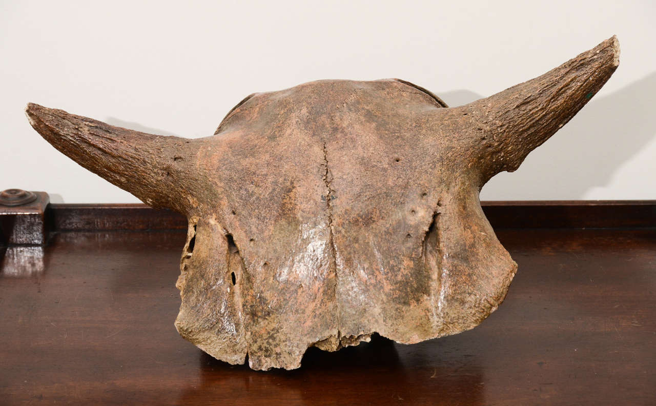 Aged and Patinated Cow Skull In Excellent Condition In New York City, NY