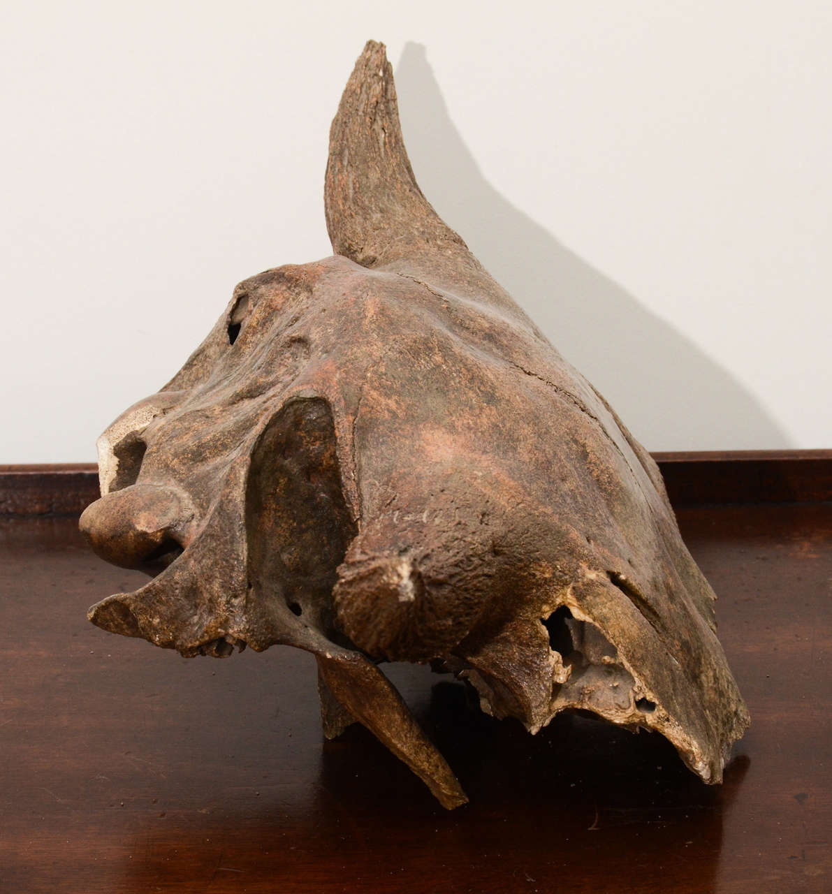 Aged and Patinated Cow Skull 3