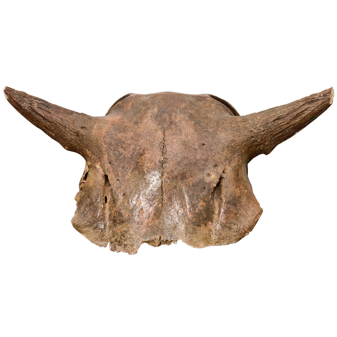 Aged and Patinated Cow Skull