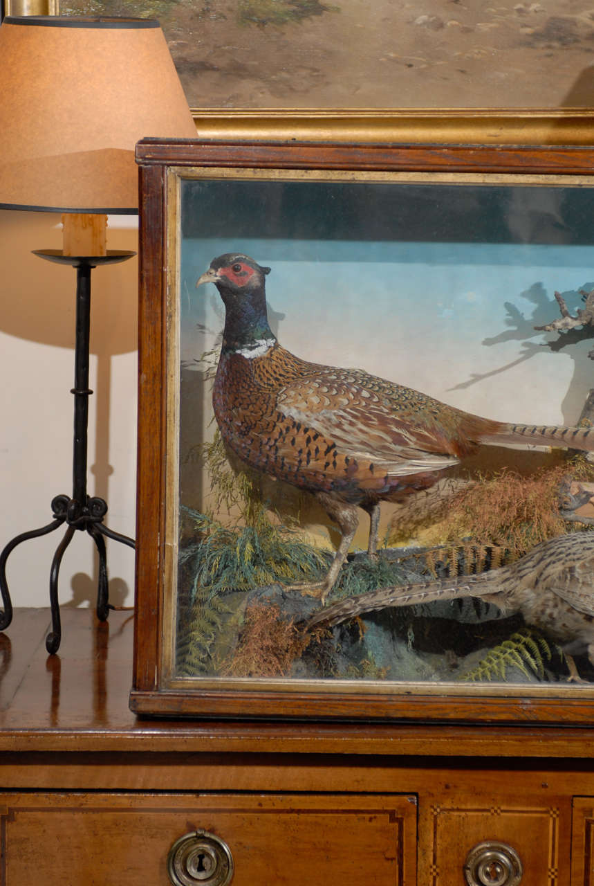 stuffed pheasant for sale